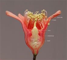 Flower V.S.